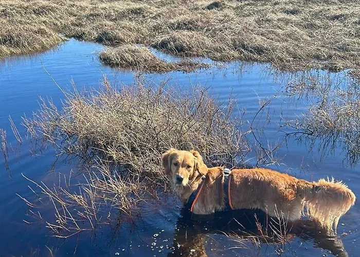 Traumblick Nr 31 Traumlage Erste Reihe Direkt Am Wattenmeer